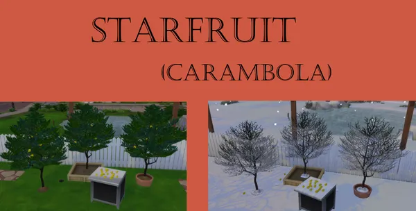 Starfruit Harvestable (Carambola)